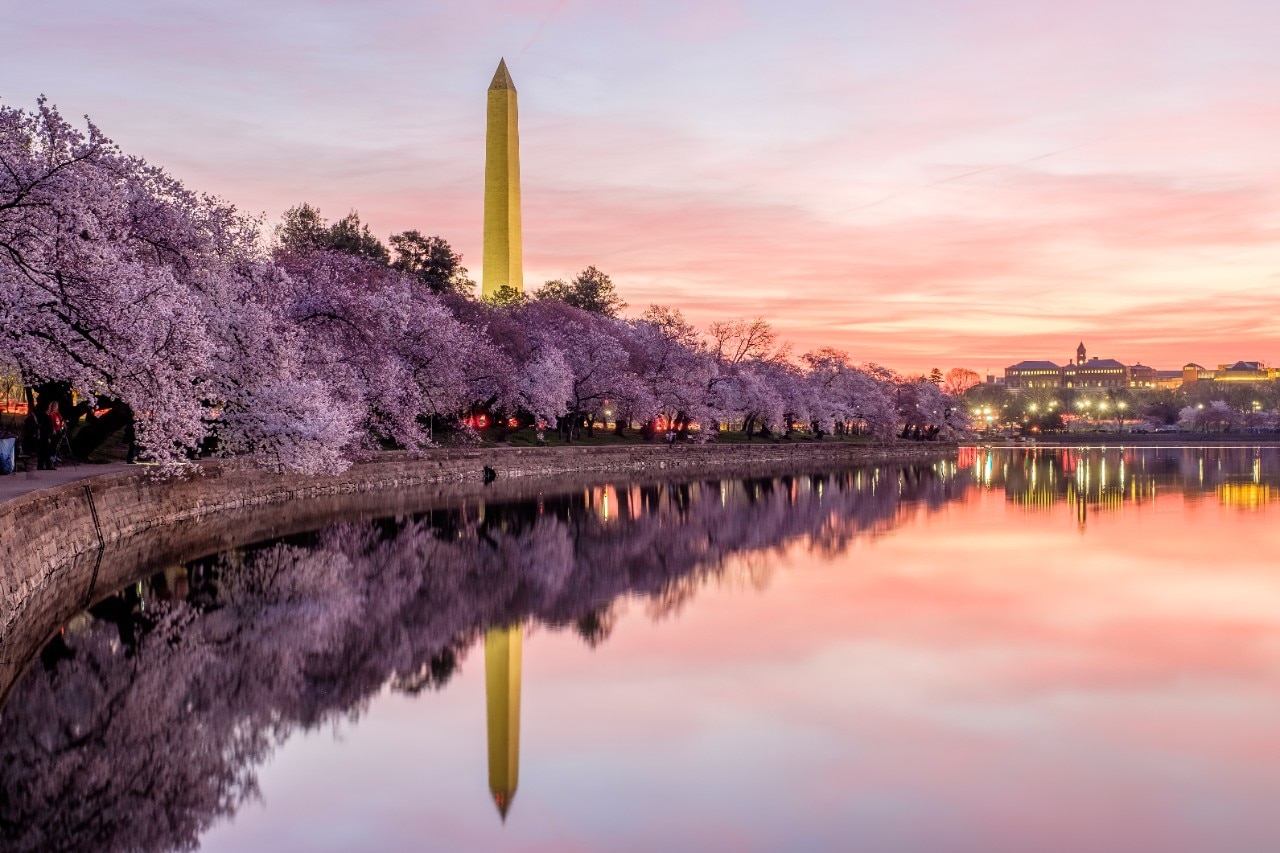 Pink skies over the Tidal Basin and Washington Monument in Washington, D.C., while the yoshino cherry trees are in full bloom.